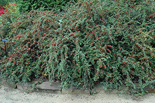 Cranberry Cotoneaster Bush Seeds (Cotoneaster apiculatus) 25 + Seeds (100 Seeds) von SVI