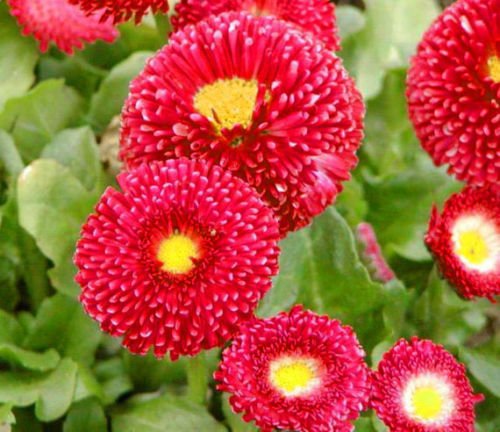 DAISY ENGLISH RED - 500 Samen - Bellis perennis Super-Enorma Rot - PERENNIAL von SVI