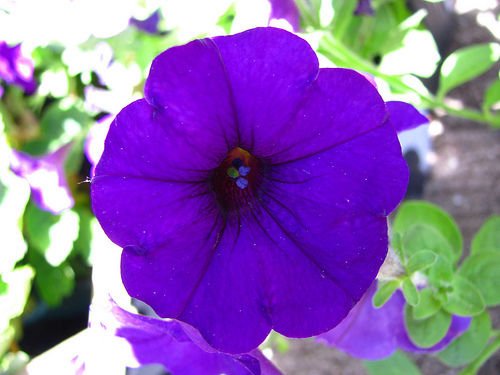 Dark Purple Petunia"Alderman" 100 Seeds von SVI