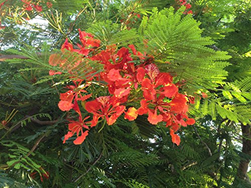 Delonix Regia Königliche Poinciana Flamboyant Flame Tree Seeds Red tropische Blumen Delonix Regia Königliche Poinciana Flamboyant Flame Tree Seeds Red tropische Blumen von SVI