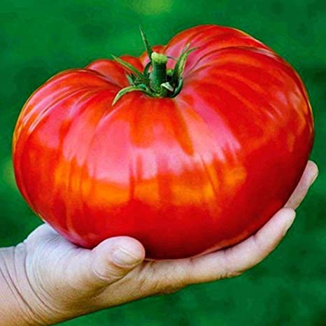 Deutsch Johnson Fleischtomate Samen Non GMO Beefsteak Rot Rosa Flavorful Salate von SVI