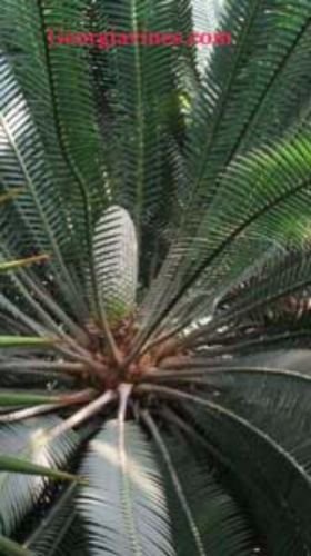 Dioon edule Chestnut Dioon Palm 5 frische Samen von SVI