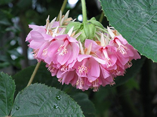 Dombeya Bourgassiae - Rosa Blüten Bouquet - seltene tropische Pflanze Baum Samen (5) von SVI