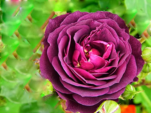 Ebb Tide Deep Purple Rose 5 Samen von SVI