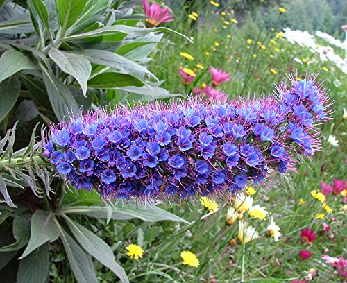 Echium candicans 15 Samen, Natternkopf, Stauden Sub Strauch von SVI