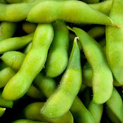 Edamame Midori Riesen Sojabohnen | Certified Organic | 35 frische Samen von SVI