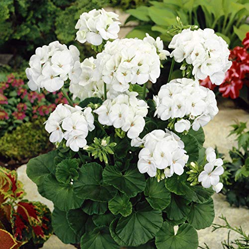 Ein Paket 20 Stück von White Geranium Samen, Stauden Blumensamen Pelargonium Zimmerblumen-Samen von SVI