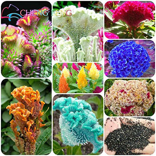 Eine Tasche 200pcs Hahnenkamm Samen-Haupttopf Seed Garten Blume Im Bonsai Variety Complete Der Budding Rate 95% (Mischfarben) von SVI