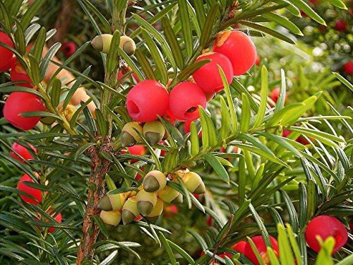 Englisch Eibe, Taxus baccata, Baum Samen (Evergreen, Topiary, Bonsai) 10pcs von SVI