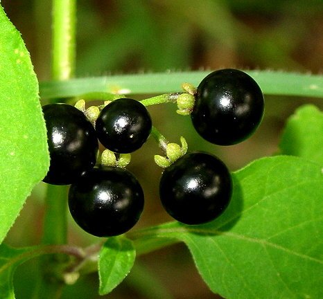 Erbstück Bio-500 Seeds Wonder Schwarze Nacht Huckleberry Sunberry Solanum nigrum Herb A1400 von SVI