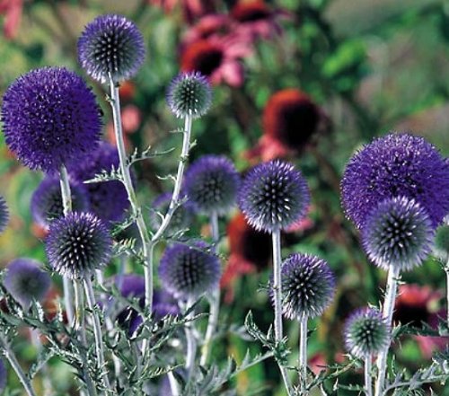 Erbstück 35 Samen Echinops Kugeldistel Ritro Violett Violett Blau Garten-Blumen-S054 von SVI
