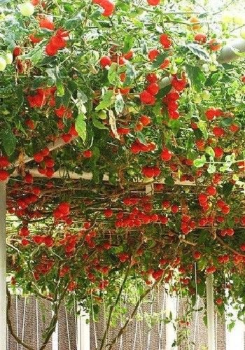 Erbstück NON GMO Riesen italienische Tomatenbaum 25 Samen von SVI