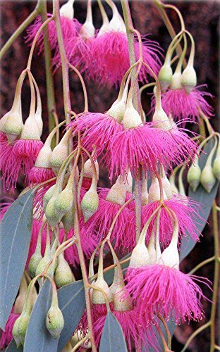 Eucalyptus Sideroxylon Rosea - Red Ironbark - seltene tropische Baumsamen (30) von SVI