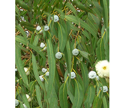 Eucalyptus globulus 20 Korn Tasmanian Blue Gum Evergreen Weiße Blumen Aromatische Blätter bekannteste Sorte gedeiht in den meisten Anbaumethoden von SVI