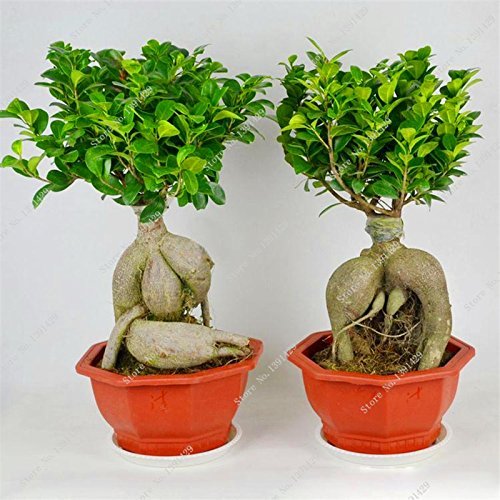 Exotischer Bonsai-Baum, Banyan-Baum-Samen, für Schreibtisch, Ficus Ginseng-Samen, mehrjährige Ficus Microcarpa, die Anhätungsrate 95 %, 10 Stück von SVI