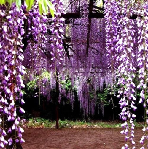 FD4203 Erbstück Lila Wisteria-Baum-Samen Sinensis Chinese Wisteri Mauve 10PCs von SVI