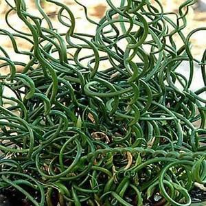 Flatter-Binse spiralis | Korkenzieher Rausch | Twisted Arrows | 100_Seeds von SVI