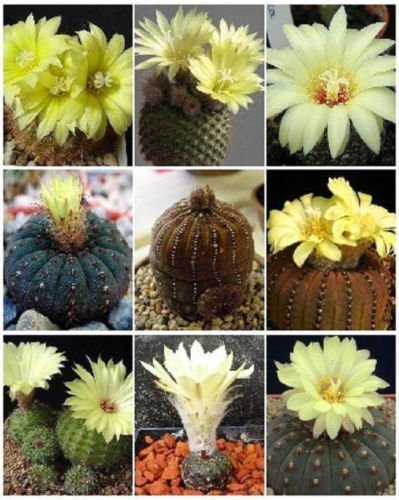 Frailea VIELZAHL MIX exotischen gemischten seltenen Kakteen blühenden Kaktus halb seed 15 SEEDS von SVI