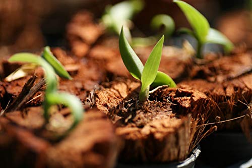 Freies Verschiffen, Mini Bonsai Deutscher Schwerttanz Seltene Orchideen-Samen, 1 Paket 100Pc Bonsaipflanzen von SVI
