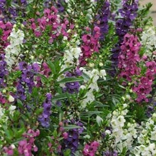 Frische 15 Samen - Angelonia Serenita Mix Blumensamen von SVI