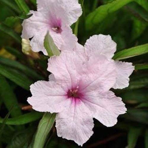 Frische 15 Samen - Mexikanische Petunie Rosa Blumensamen von SVI