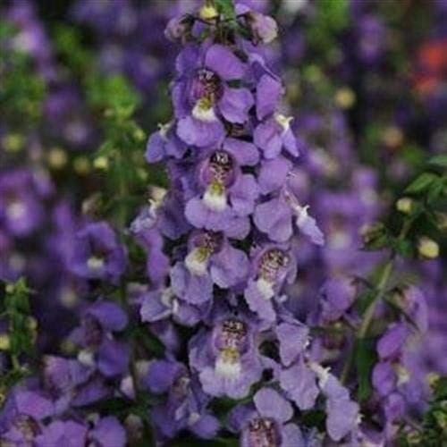 Frische 30 Samen - Angelonia Serena Blau Blumensamen von SVI