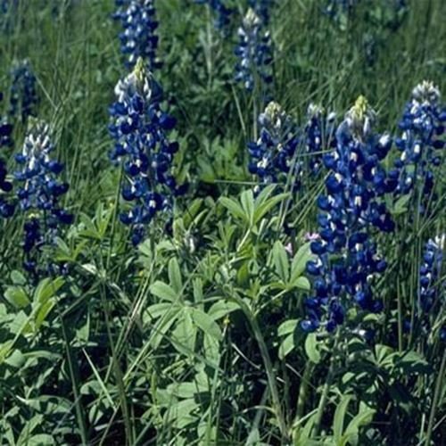 Frische 500 Samen - Texas Blaue Lupine Wildsamen von SVI