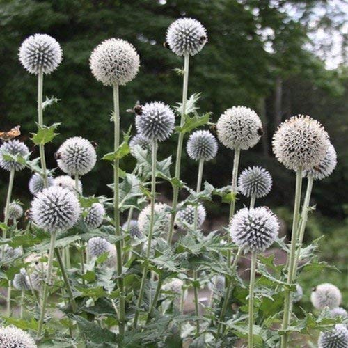 Frische 500 Samen - Weiße Kugel-Distel-Blumensamen von SVI