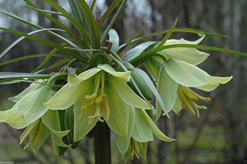 Fritillaria Raddeana (10 Seeds) eine seltene und ungewöhnliche Fritillaria von SVI