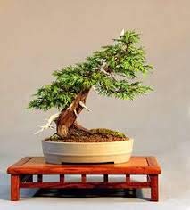 GIANT CEDAR - 60 Samen - Thuja plicata - Bonsai Western Red Cedar Baum von SVI