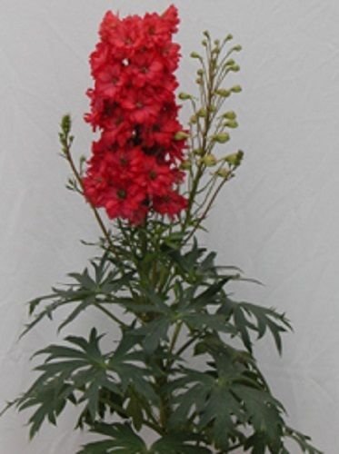 GIANT ROT DELPHINIUM Blumensamen/PERENNIAL von SVI