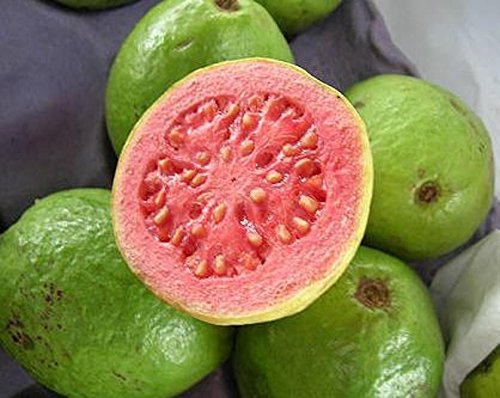 GUAVA tropische Frucht Guave exotischen Baum Samen essbar guayaba 15 SEEDS von SVI