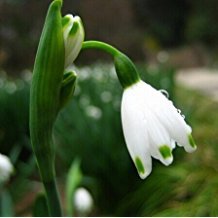 Galanthus nivalis Seeds 20seeds Schneeglöckchen Blumensamen Schöner Garten Einfrieren Pflanzen Bonsai Balkon Blumen von SVI