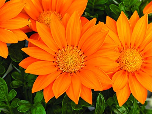 Gazanien Samen- GAZOO Orange mit Ring- Brilliant 3 inch, orange daisylike Blumen (100) von SVI