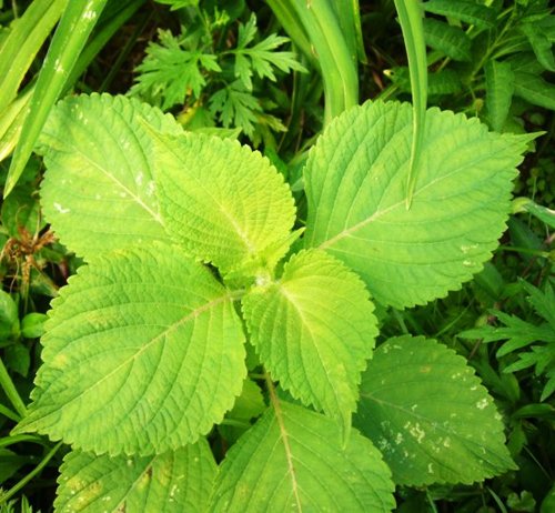 Gemeiner Perilla Seed 50 Samen jeder Packung Perilla Var Crispa Herb Seed D003 Crisped von SVI
