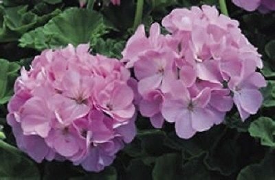 Geranium Seeds Maverick Quecksilber 15 Film Beschichtete Samen von SVI