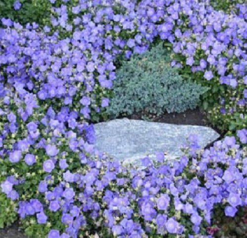 Glockenblume Samen Campanula Canterbury blauen Samen 500 Blumensamen von SVI