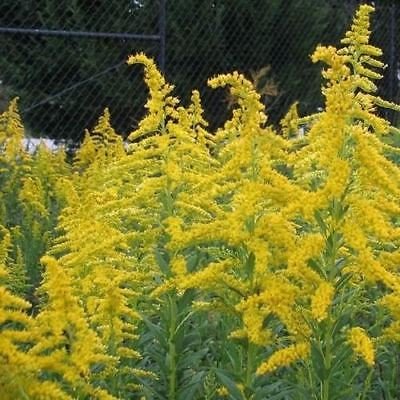 Goldrute Wildsamen (Solidago) 100 + Seeds von SVI