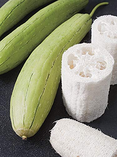 Gourd Luffa Samen, Luffa Kürbis Schwamm Samen, 100 Samen, Bio, NON GMO, Wachsen von SVI