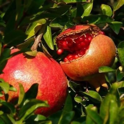 Granatapfel-Baum-Samen (Punica granatum) 30 + Seeds von SVI