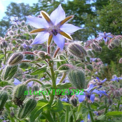 Große Förderung Freies Verschiffen 1 Satz 100pcs Samen Borago Officinalis Seed Borretsch Kräutergarten Gemüse Einfach Sow Blume Blue Star von SVI