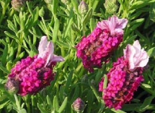 HEIRLOOM NON GMO Red Lavendel 25 Samen von SVI