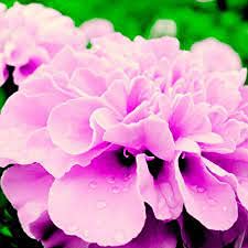 HOO PRODUCTS - Rosa Farbe Französisch Marigold Seeds (Tagetes) wunderschöne Farbe schöne Hausgarten Blume leicht wachsen 200 Partikel/bag nagelneu! von SVI