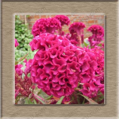 Hahnenkamm Blume Pflanze Bonsai Hahnenkamm Samen Celosia Cristata 500 Samen / 1 Profi-Pack von SVI