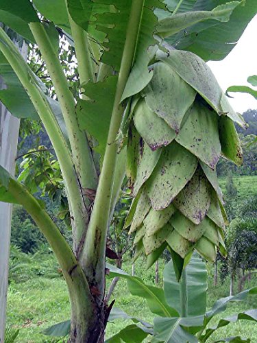 Hardy Schnee Banana 4 Seeds - Schneebanane von Hirt's Gardens