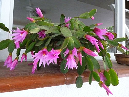 Hatiora Rosea ~ Rose Ostern Kaktus ~ Atemberaubende rosa Blumen ~ Rare 5 Samen ~ von SVI