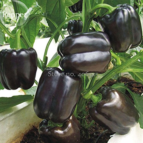 Heirloom Schwarzer Riesen süße Paprika Hybrid F1 Gemüse, 50 Samen, essbare Riesenkrankheitsresistente Pfeffer E3591 von SVI