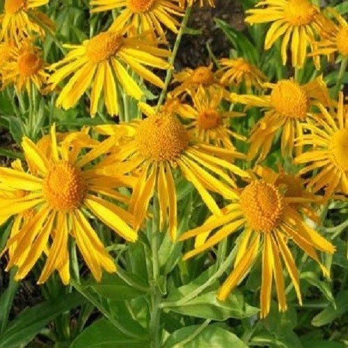 Helenium hoopesii Sonnenbraut 50 Samen von SVI