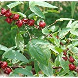 Hibiscus Sabdariffa Roselle 20 Samen! Rote Blume Dürre Tolerant Zier von SVI
