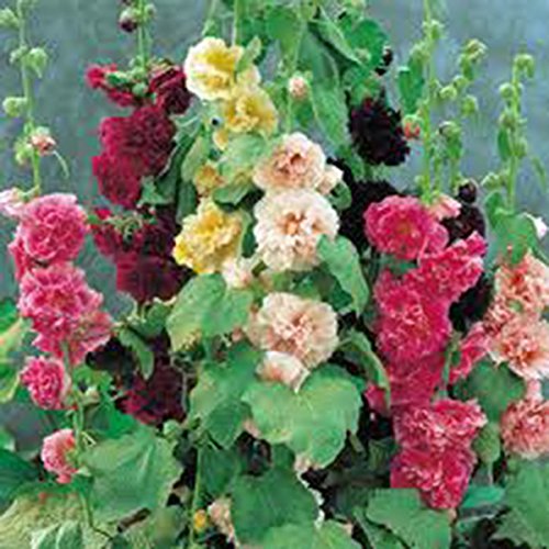 Hollyhock, PINK, RED & YELLOW 500 SEEDS ORGANIC HEIRLOOM, BEAUTIFUL von SVI